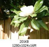 This is a picture of a flower that hangs over the fence from a neighbours tree. Have a Close look for the bug on the fence. It's a Big Sucka!